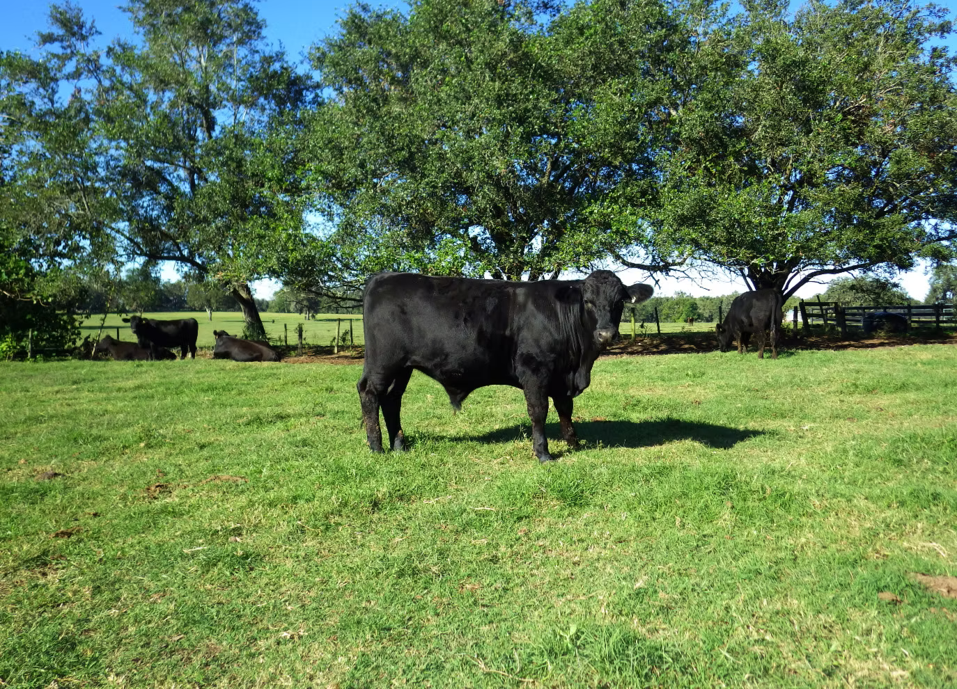 American Wagyu - F1